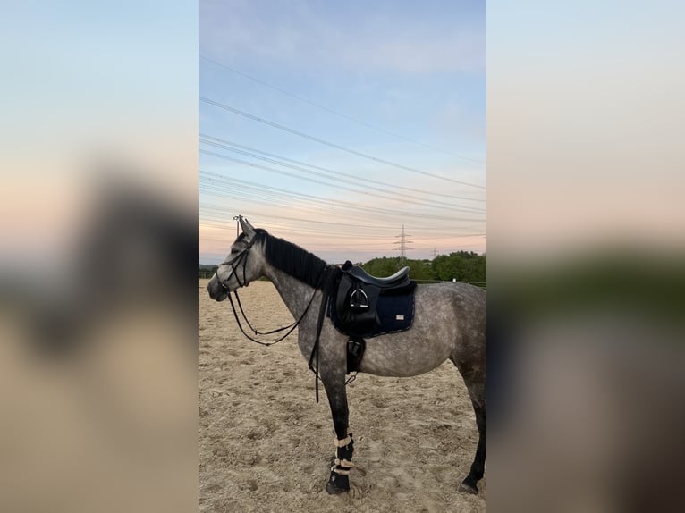 Cruzado Stute 7 Jahre 165 cm Schimmel in Illingen