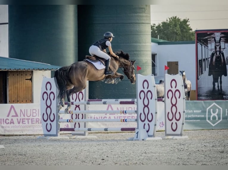 Cruzado Mix Stute 7 Jahre 180 cm Schimmel in Guadalajara