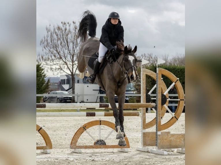 Cruzado Mix Stute 7 Jahre 180 cm Schimmel in Guadalajara