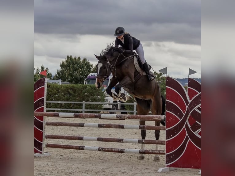 Cruzado Mix Stute 7 Jahre 180 cm Schimmel in Guadalajara