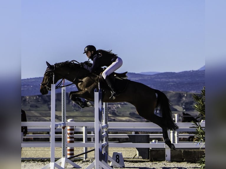 Cruzado Stute 7 Jahre in Madrid