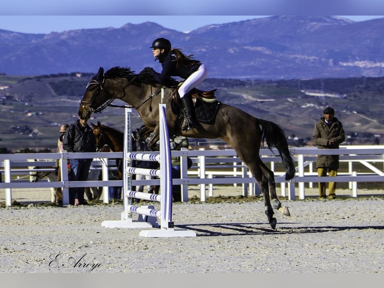 Cruzado Stute 7 Jahre in Madrid