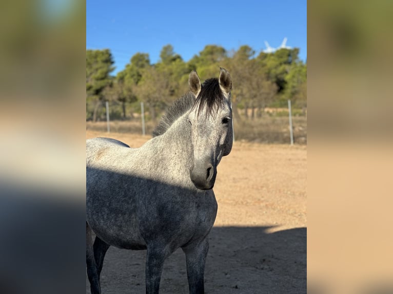 Cruzado Stute 8 Jahre 150 cm Apfelschimmel in Bad Zwischenahn