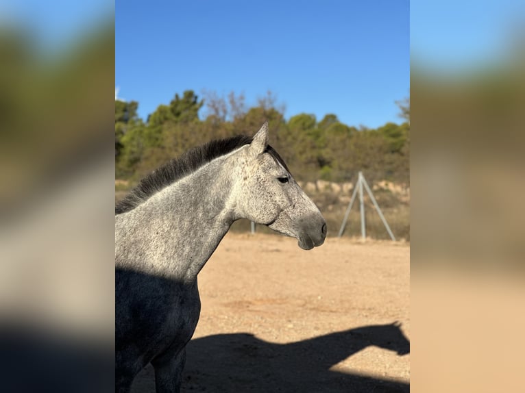 Cruzado Stute 8 Jahre 150 cm Apfelschimmel in Bad Zwischenahn