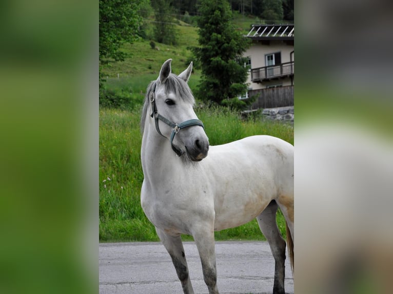 Cruzado Stute 8 Jahre 150 cm Schimmel in Embach