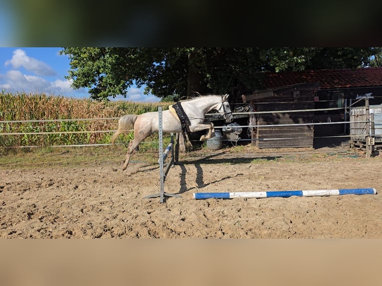 Cruzado Mix Stute 8 Jahre 153 cm Apfelschimmel in Rossum