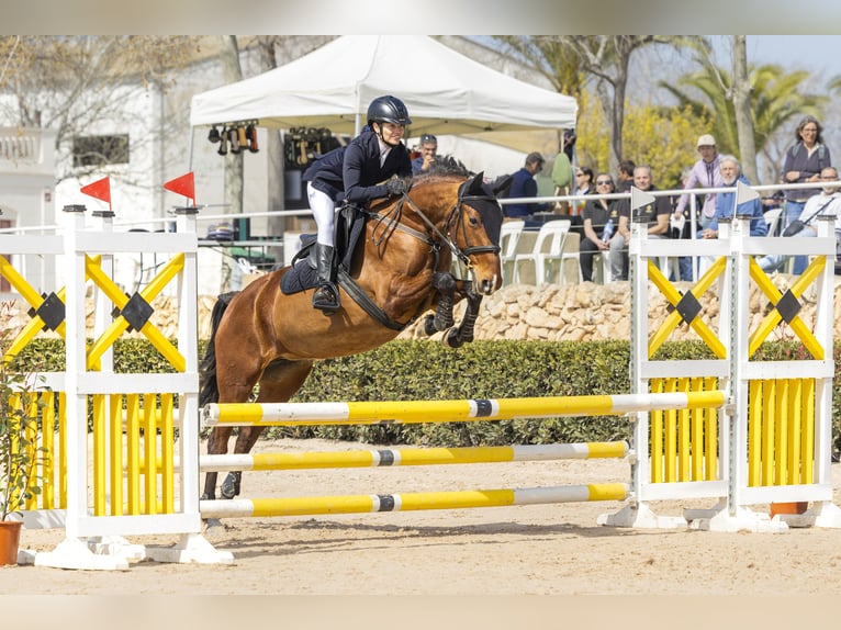 Cruzado Stute 8 Jahre 153 cm Hellbrauner in Torrefarrera, Lleida