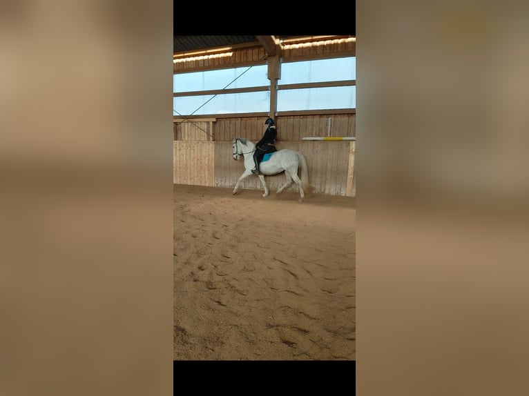 Cruzado Stute 8 Jahre 154 cm Schimmel in Hannover