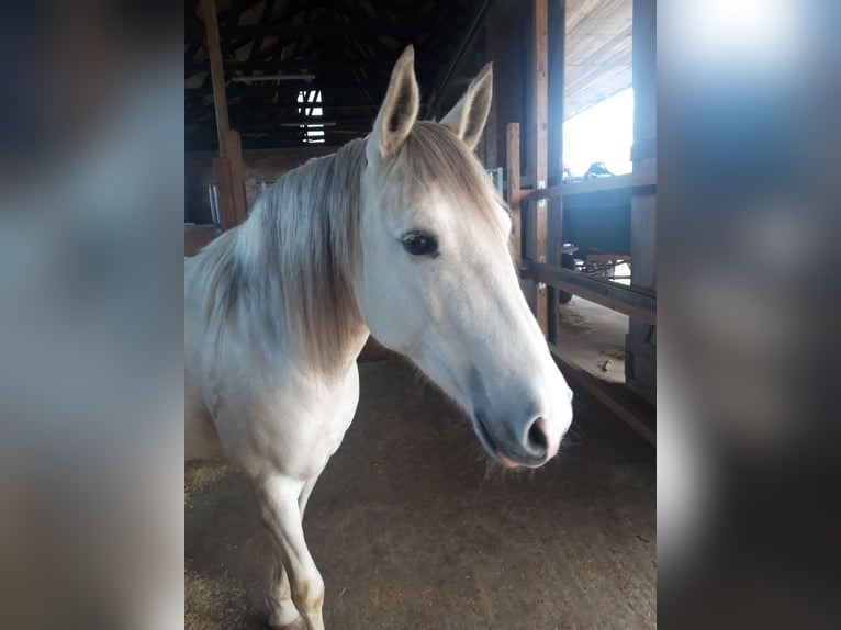 Cruzado Stute 8 Jahre 155 cm Buckskin in Salzhausen
