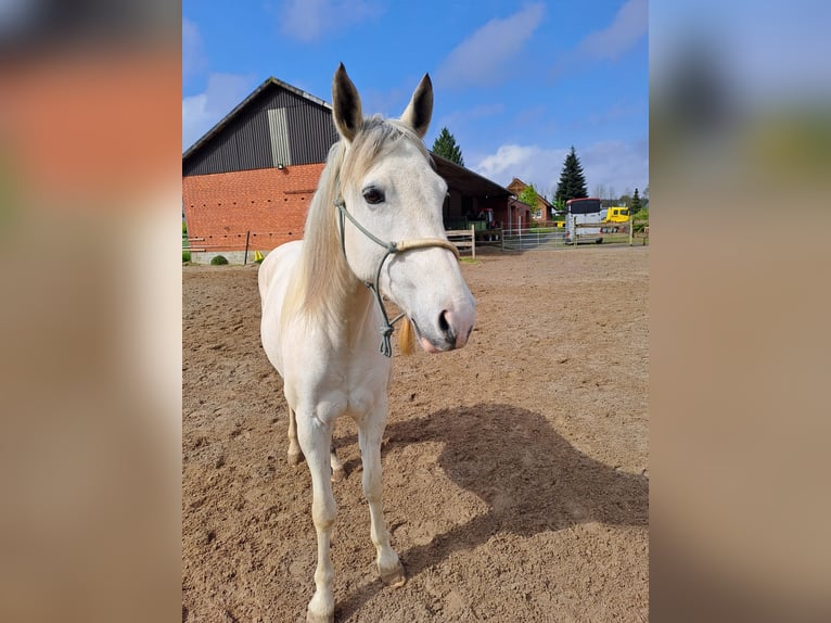 Cruzado Stute 8 Jahre 155 cm Buckskin in Salzhausen