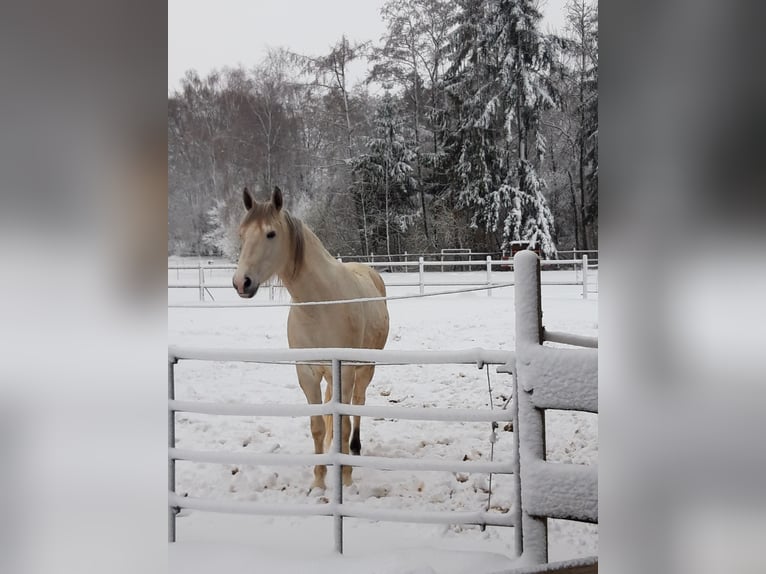 Cruzado Stute 8 Jahre 155 cm Buckskin in Salzhausen