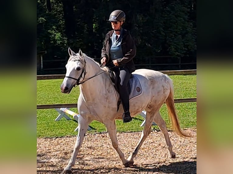 Cruzado Stute 8 Jahre 155 cm Buckskin in Salzhausen