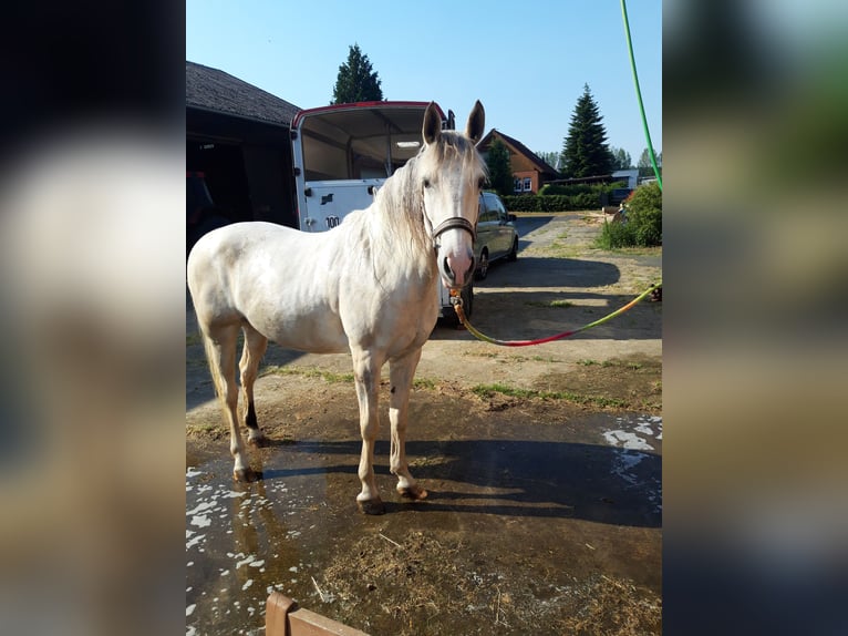 Cruzado Stute 8 Jahre 155 cm Buckskin in Salzhausen