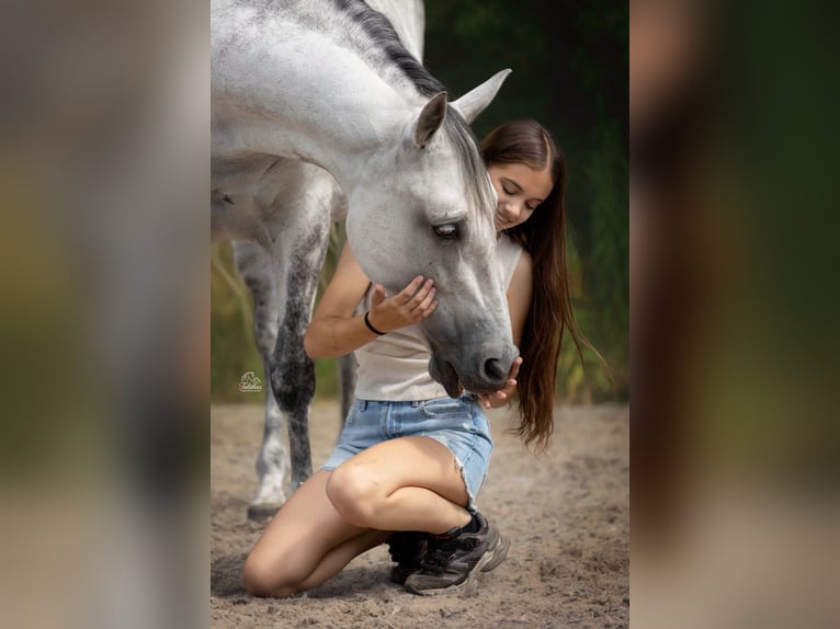 Cruzado Stute 8 Jahre 155 cm  in Drunen