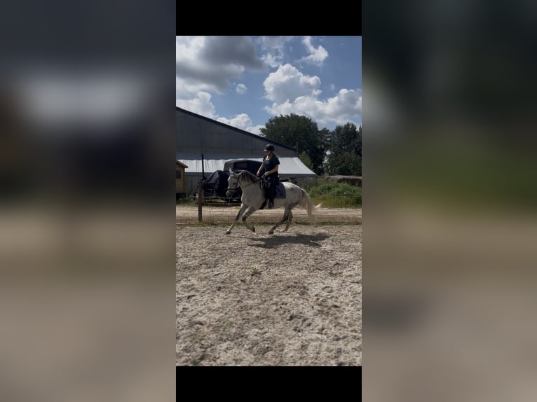 Cruzado Stute 8 Jahre 155 cm  in Drunen