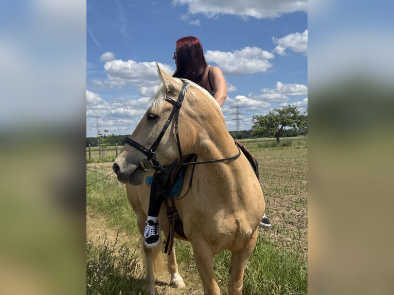 Cruzado Mix Stute 8 Jahre 156 cm Pearl in Rodgau