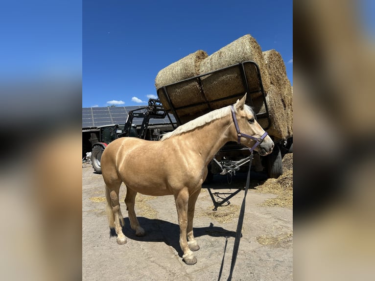 Cruzado Mix Stute 8 Jahre 156 cm Pearl in Rodgau