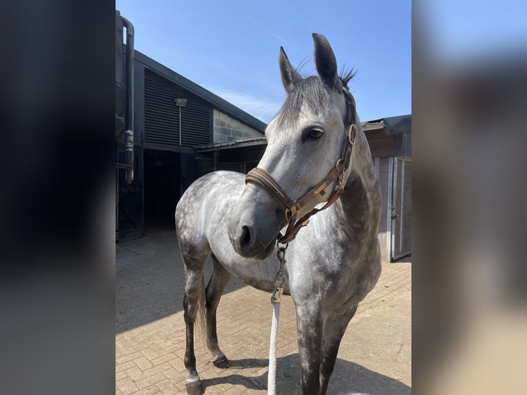 Cruzado Stute 8 Jahre 160 cm Blauschimmel in Katwijk