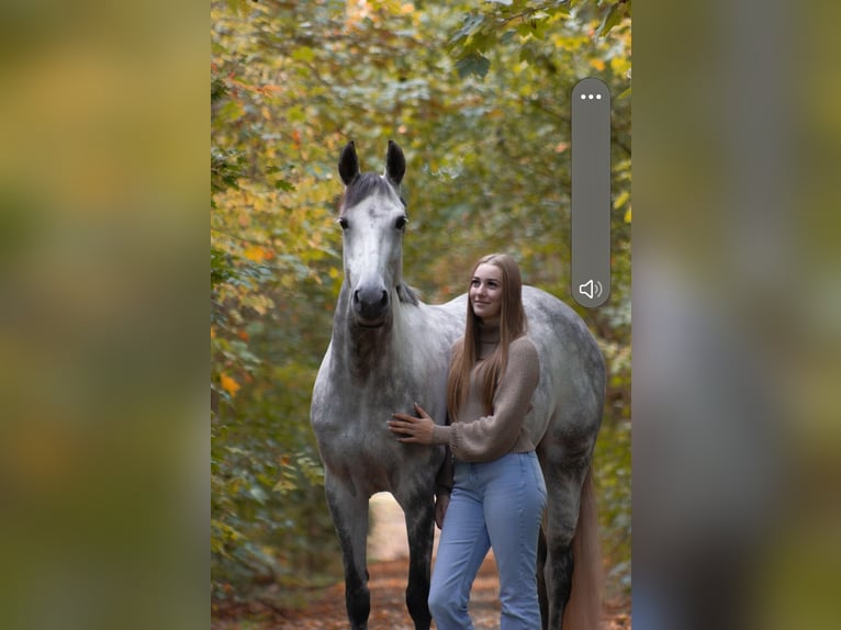 Cruzado Stute 8 Jahre 160 cm Blauschimmel in Katwijk