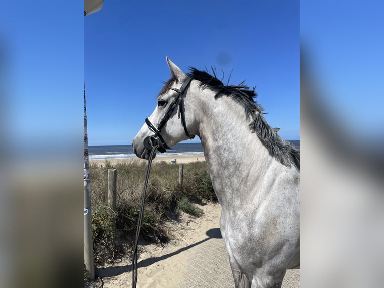 Cruzado Stute 8 Jahre 160 cm Blauschimmel in Katwijk