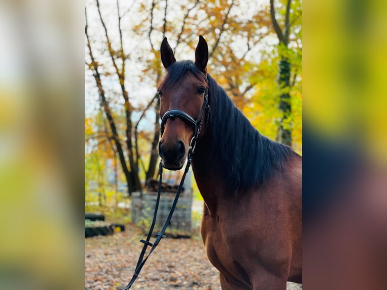 Cruzado Stute 8 Jahre 160 cm Brauner in Berlin