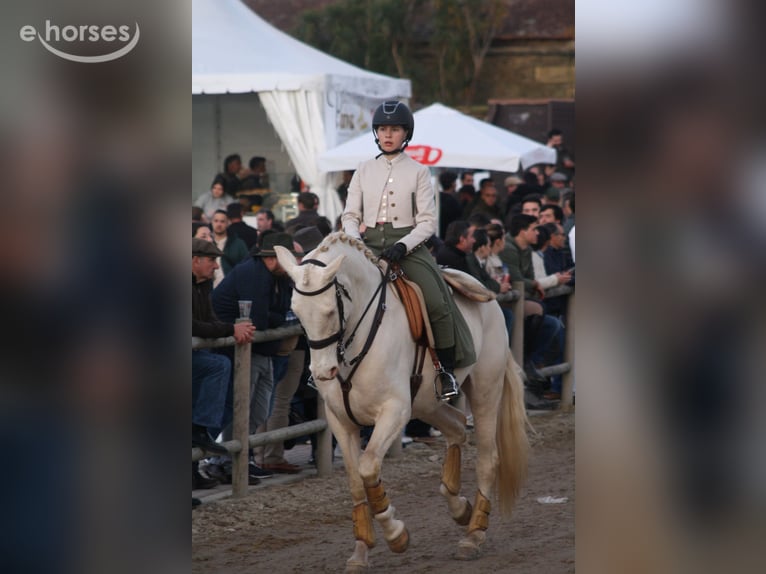 Cruzado Mix Stute 8 Jahre 161 cm Cremello in Vila Nova de Famalicão
