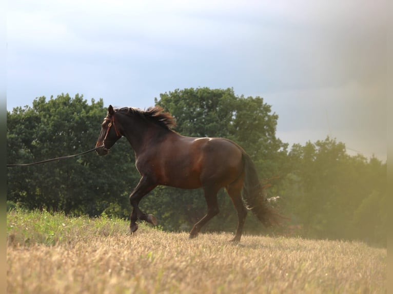 Cruzado Stute 8 Jahre 162 cm Dunkelbrauner in Marklohe