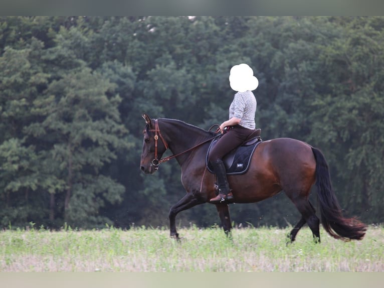 Cruzado Stute 8 Jahre 162 cm Dunkelbrauner in Marklohe