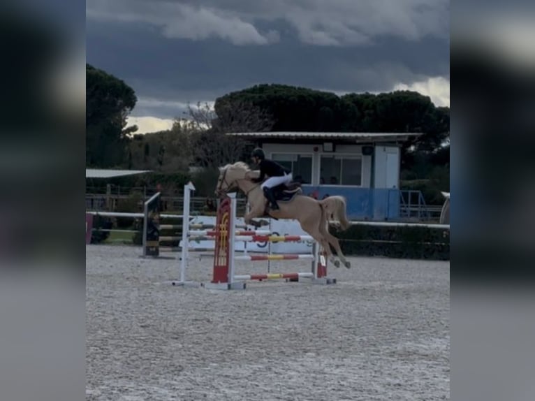 Cruzado Mix Stute 9 Jahre 148 cm Palomino in Villaviciosa De Odon