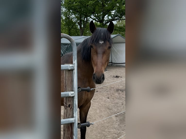 Cruzado Stute 9 Jahre 150 cm Dunkelbrauner in M&#xFC;den (Aller)
