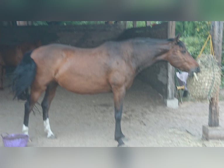 Cruzado Stute 9 Jahre 150 cm Dunkelbrauner in M&#xFC;den (Aller)