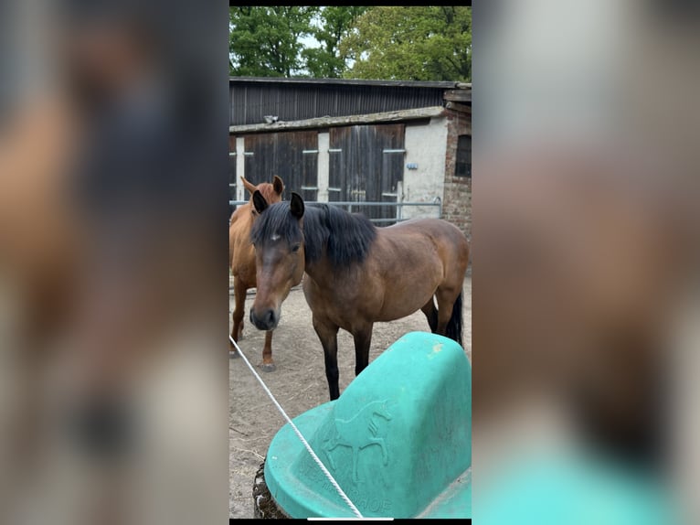 Cruzado Stute 9 Jahre 150 cm Dunkelbrauner in M&#xFC;den (Aller)
