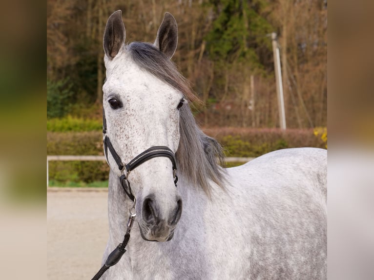 Cruzado Stute 9 Jahre 155 cm Fliegenschimmel in Neustadt (Wied)
