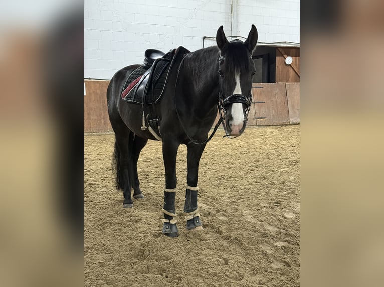 Cruzado Stute 9 Jahre 160 cm Rabicano in Bodenwerder