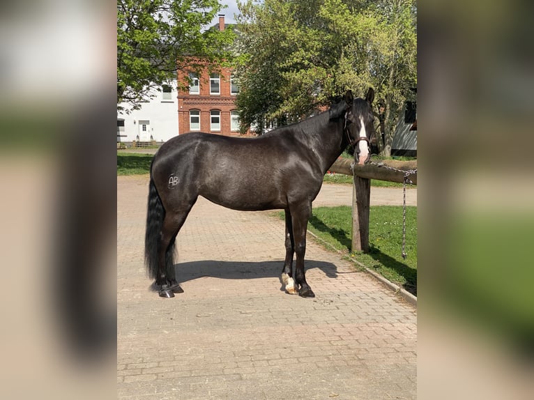 Cruzado Stute 9 Jahre 160 cm Rabicano in Bodenwerder