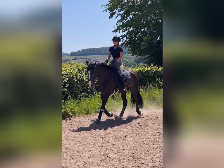 Cruzado Stute 9 Jahre 160 cm Rabicano in Bodenwerder