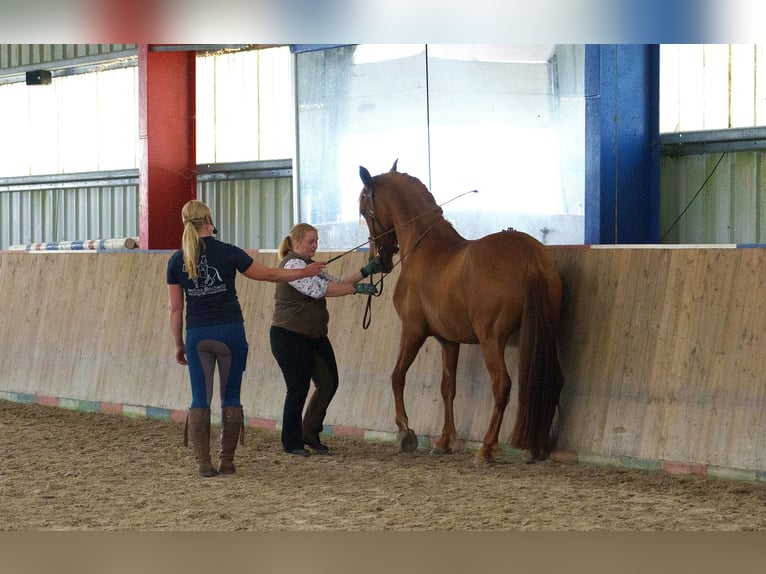 Cruzado Stute 9 Jahre 162 cm Fuchs in Sterup