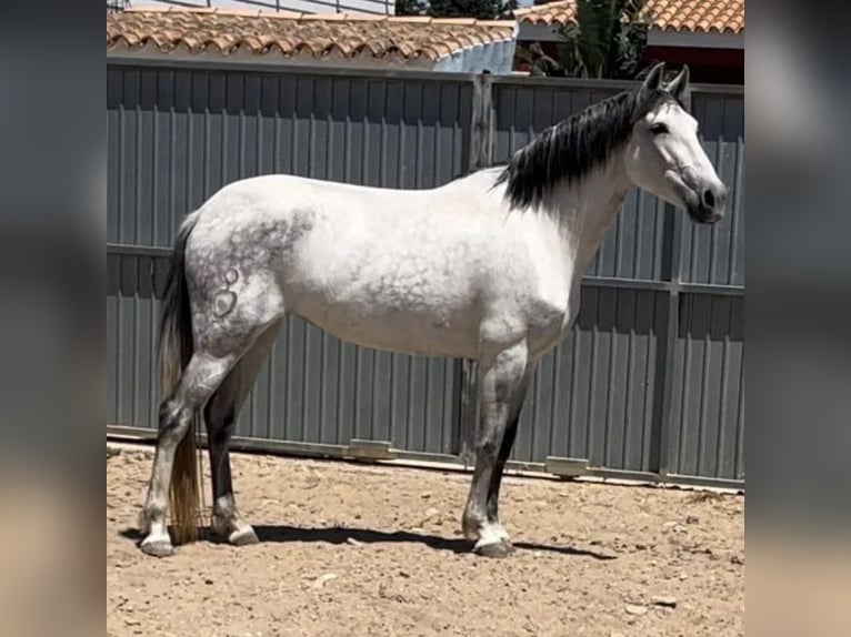 Cruzado Stute 9 Jahre 165 cm Schimmel in Sabadell Cruzado Stute 9 Jahre 165 cm Schimmel in Sabadell