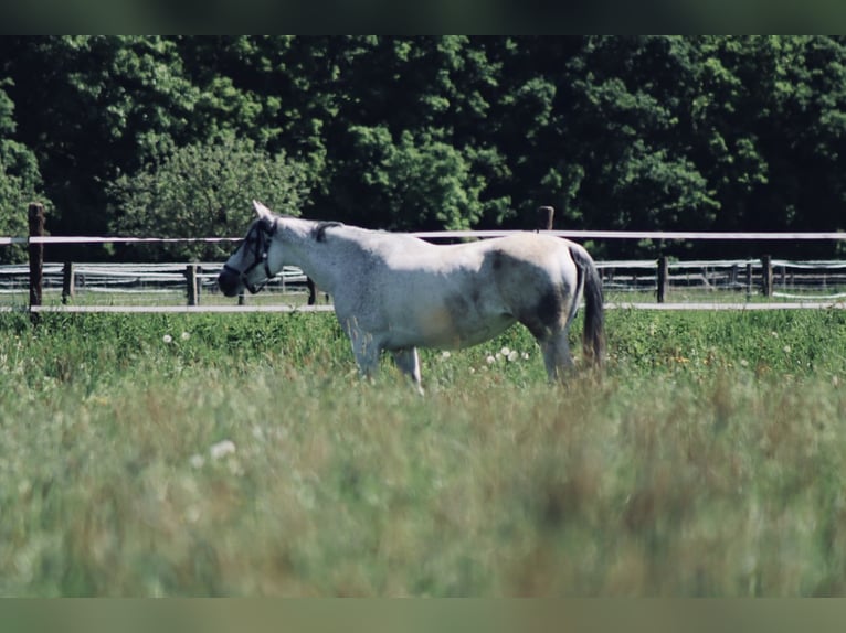 Cruzado Mix Stute 9 Jahre 166 cm Schimmel in Korschenbroich