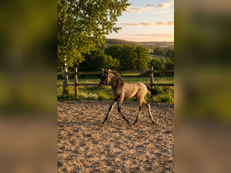 Cruzado Stute Fohlen (04/2026) 158 cm Buckskin in Essen