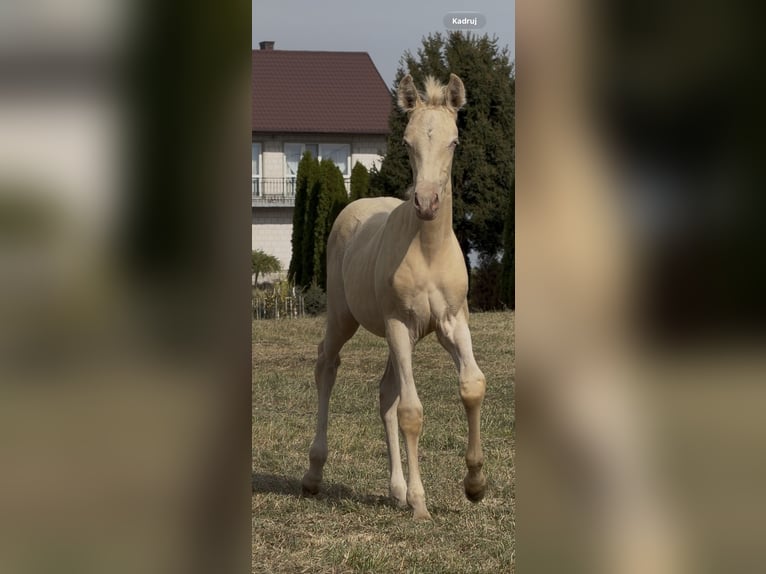 Cruzado Stute Fohlen (02/2026) 160 cm Perlino in wojcieszków