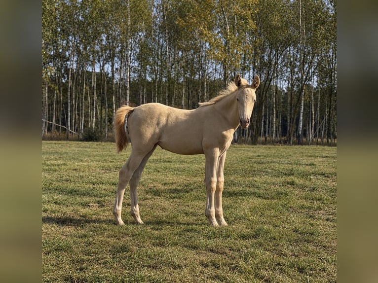 Cruzado Stute Fohlen (02/2026) 160 cm Perlino in wojcieszków
