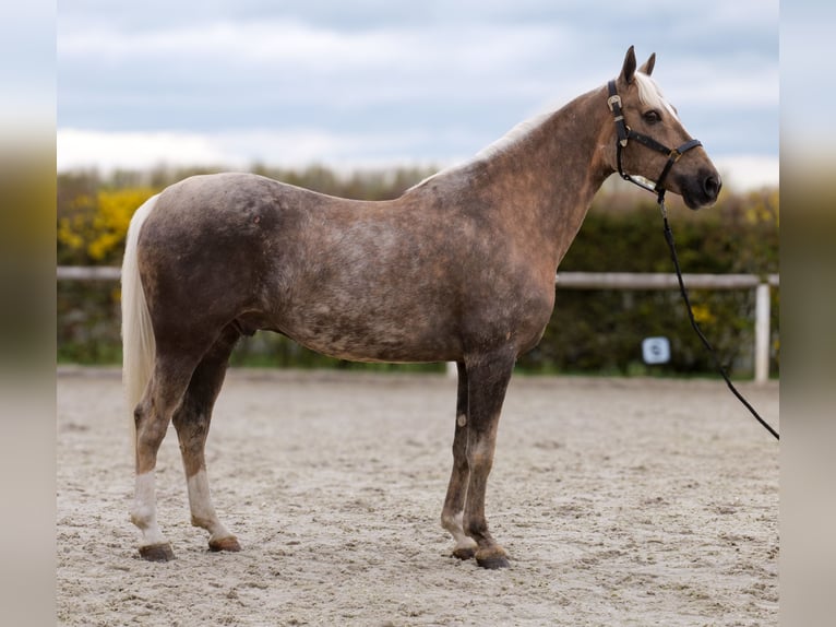 Cruzado Wałach 10 lat 157 cm Izabelowata in Neustadt (Wied)