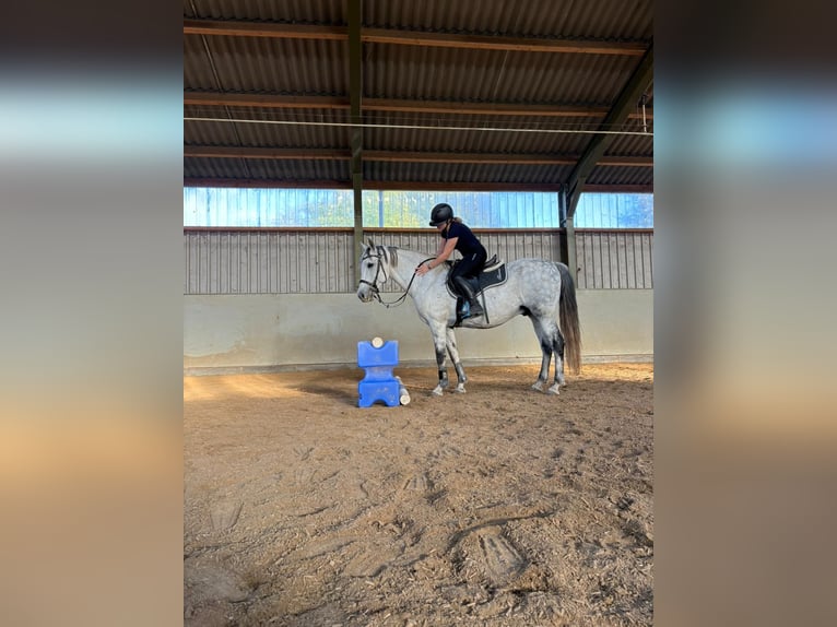 Cruzado Wałach 11 lat 150 cm Siwa jabłkowita in Weiterstadt