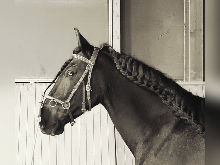 Cruzado Wałach 11 lat 153 cm Kara in Schönau