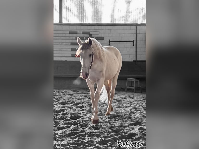 Cruzado Wałach 11 lat 160 cm Siwa in Grossburgwedel