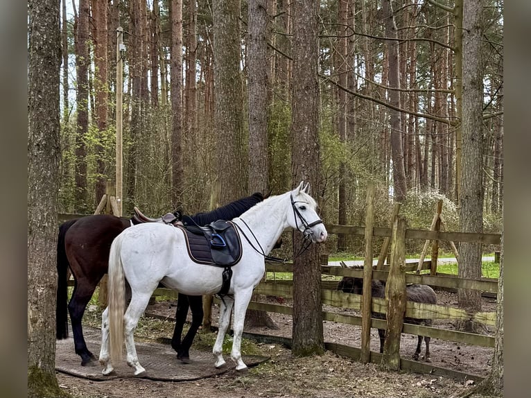 Cruzado Wałach 11 lat 160 cm Siwa in Grossburgwedel