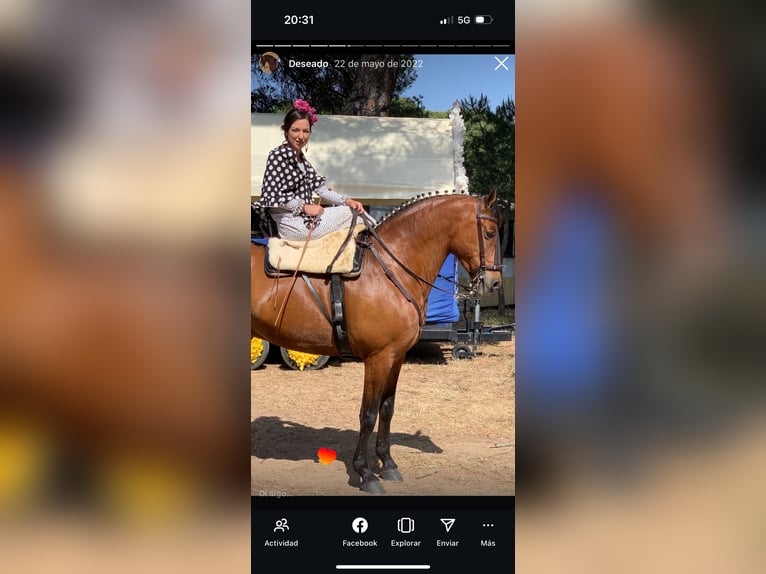 Cruzado Wałach 11 lat 163 cm Gniada in Chipiona