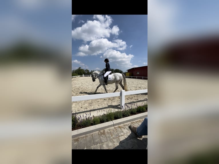 Cruzado Wałach 12 lat 147 cm Siwa in Pollhagen Cruzado Wałach 12 lat 147 cm Siwa in Pollhagen