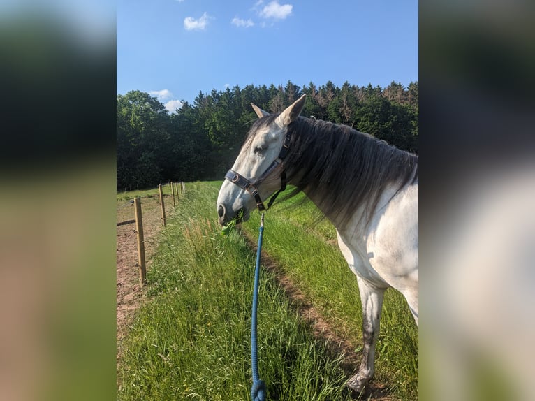 Cruzado Wałach 12 lat 155 cm Siwa in Salm